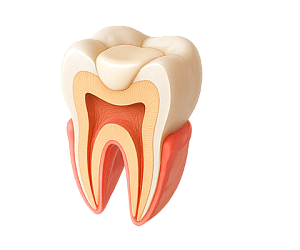 Лечение и удаление зубов